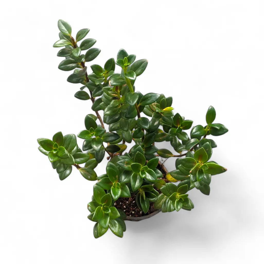 Goldfish Plant (Nematanthus Gregarius) - Flowering Plant - Soiled