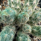 Grusonia Bulbispina - Cactus | Soiled