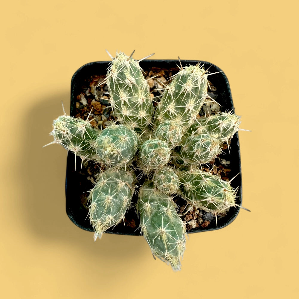 Grusonia Bulbispina