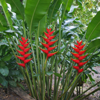 Red Heliconia Bihai flowers among green leaves in a natural setting