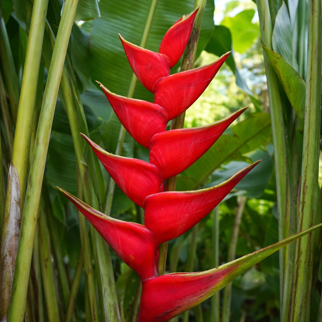 Red Heliconia Bihai flower with green leaves in the background