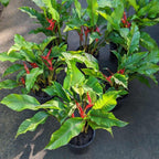 Heliconia 'Jamaica Dwarf' - Heliconia - Soiled