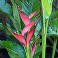 Heliconia 'Jamaica Dwarf' - Heliconia - Soiled