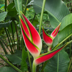 Red and green tropical flower buds with leaves in the background