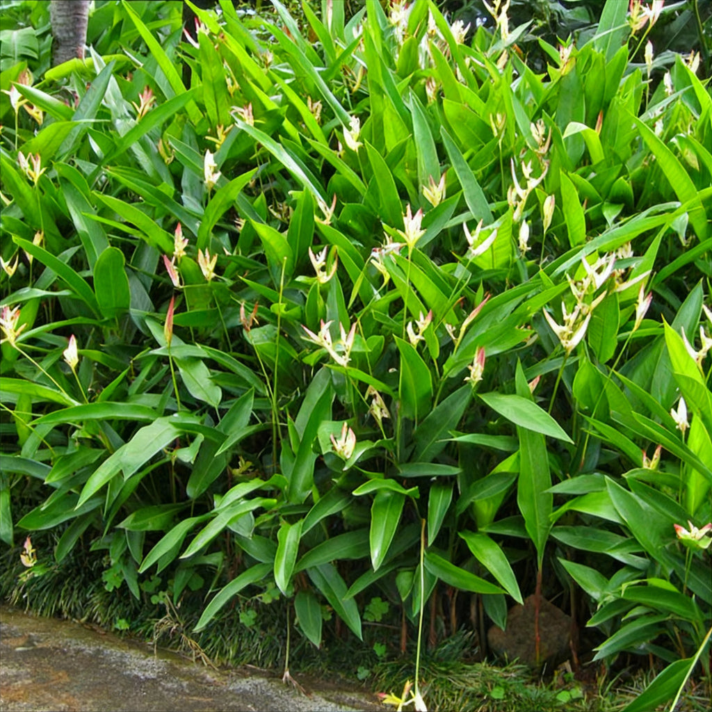 Green leafy plants with small white flowers growing in a garden.