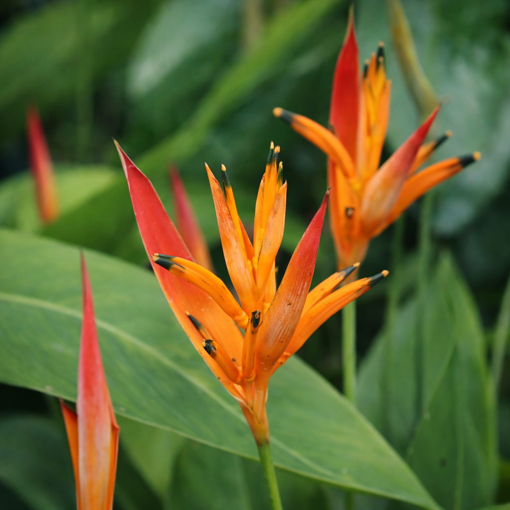 Close-up of orange tropical flowers with green leaves in the background
