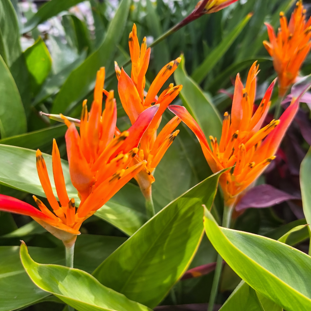 Close-up of bright orange flowers with red accents surrounded by green leaves.