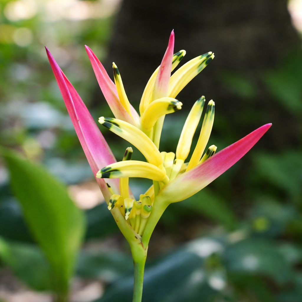 Close-up of a vibrant pink and yellow flower with green leaves in the background.