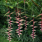 Hanging pink Heliconia flowers with green leaves in a natural setting
