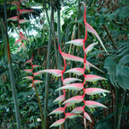Pink heliconia flowers in a tropical forest setting