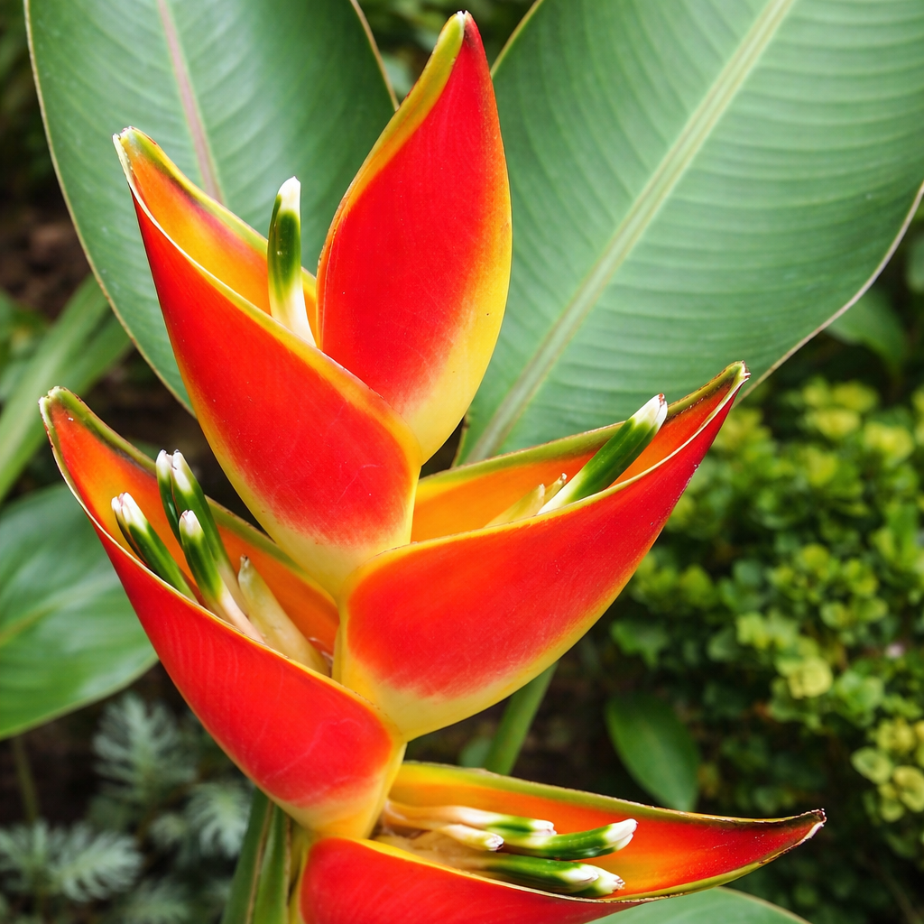 Heliconia Sharonii