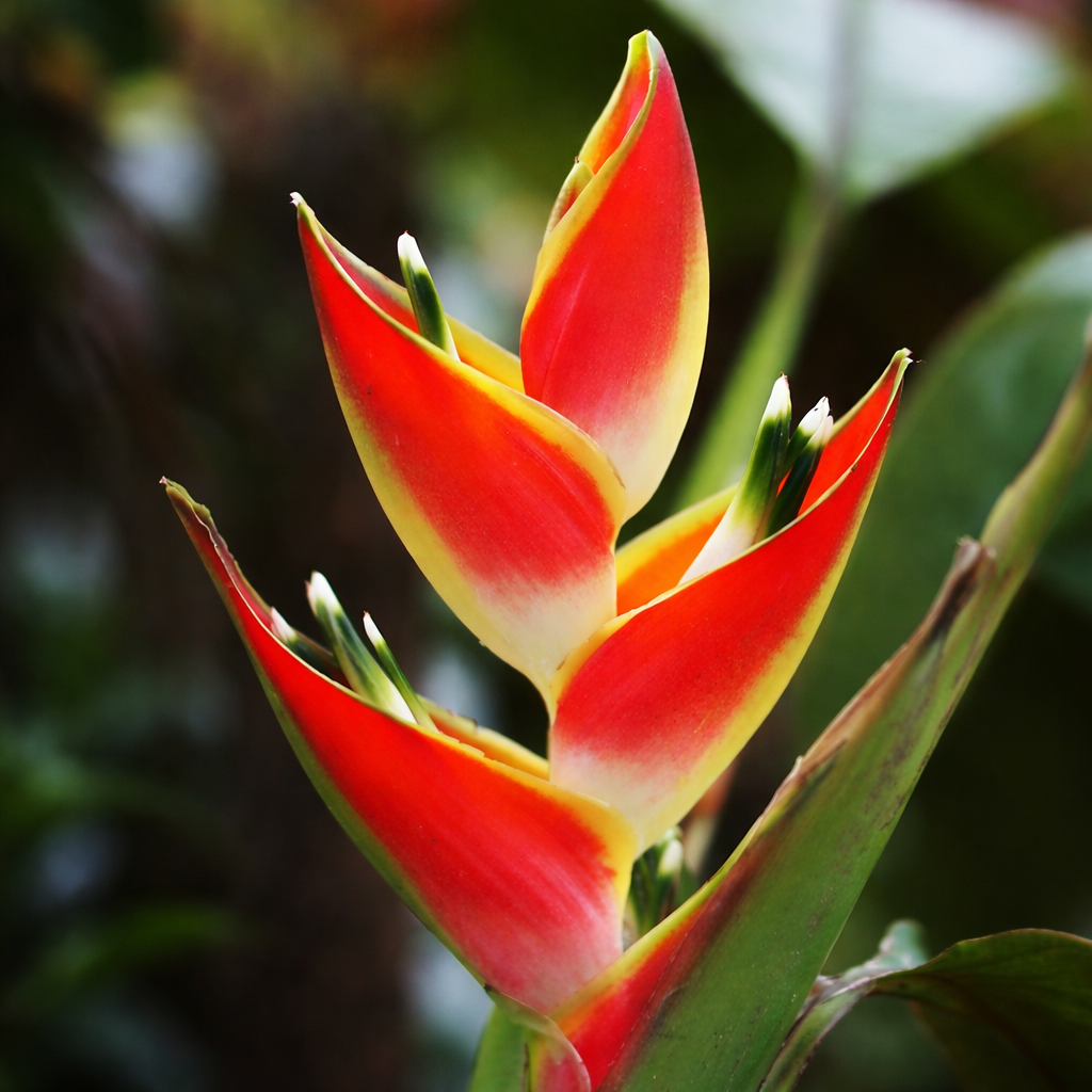 Heliconia Sharonii2