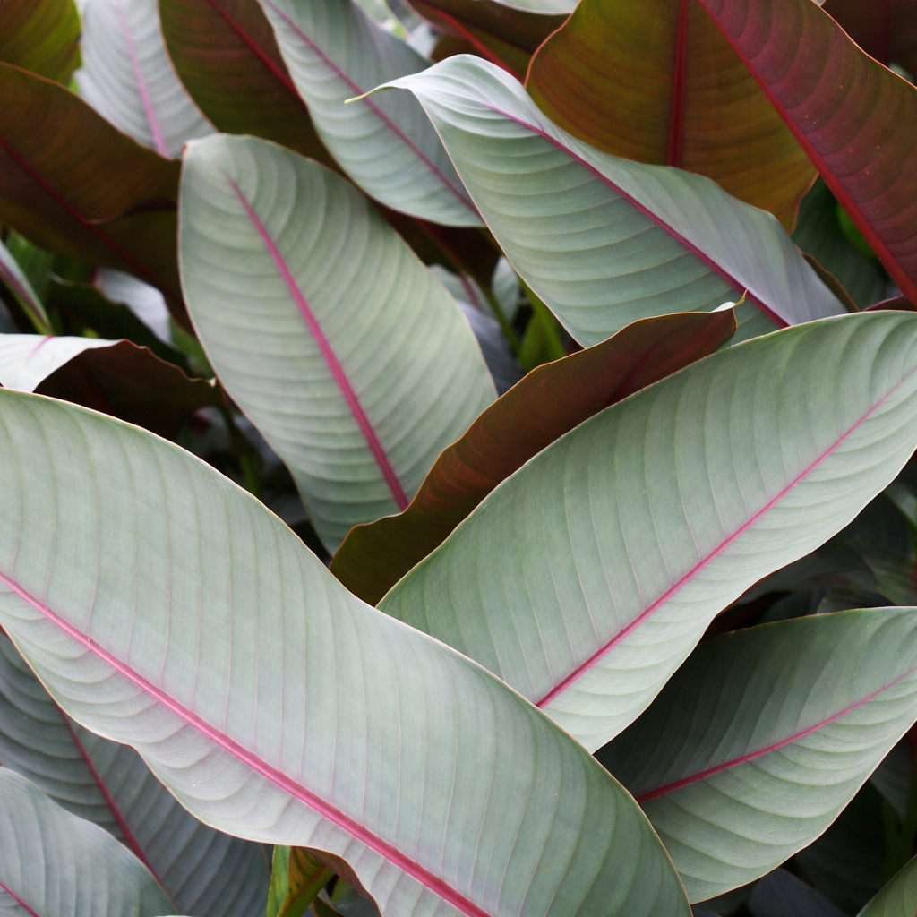 Heliconia Sharonii leaf