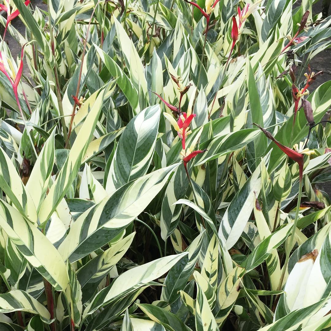 Heliconia Variegated 'Lady Di' - Heliconia - Soiled