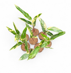 Heliconia Variegated 'Lady Di' - Heliconia - Soiled