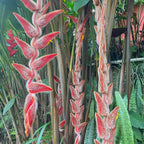 Heliconia Vellerigera - Heliconia - Soiled