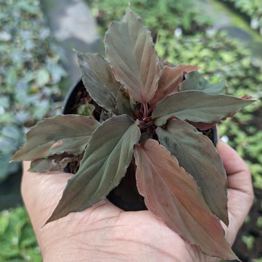 Homalomena Humilis 'Red Velvet' plant size