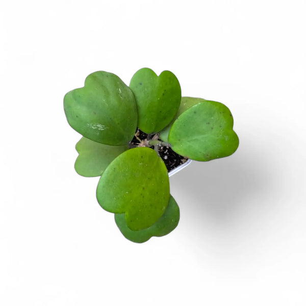 Hoya Kerrii Green (Heart Leaf Hoya) Soiled