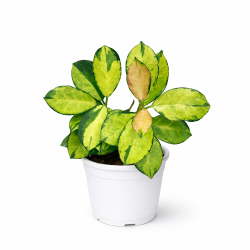 Potted Hoya Australis 'Lisa' plant with green and yellow leaves on a white background