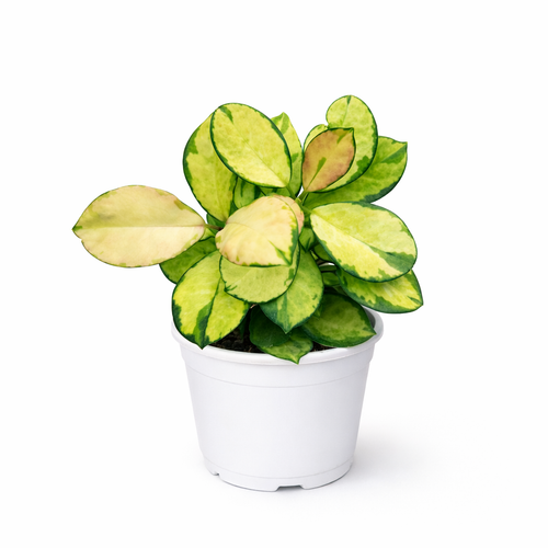 Potted Hoya Australis 'Lisa' plant with green and yellow leaves on a white background