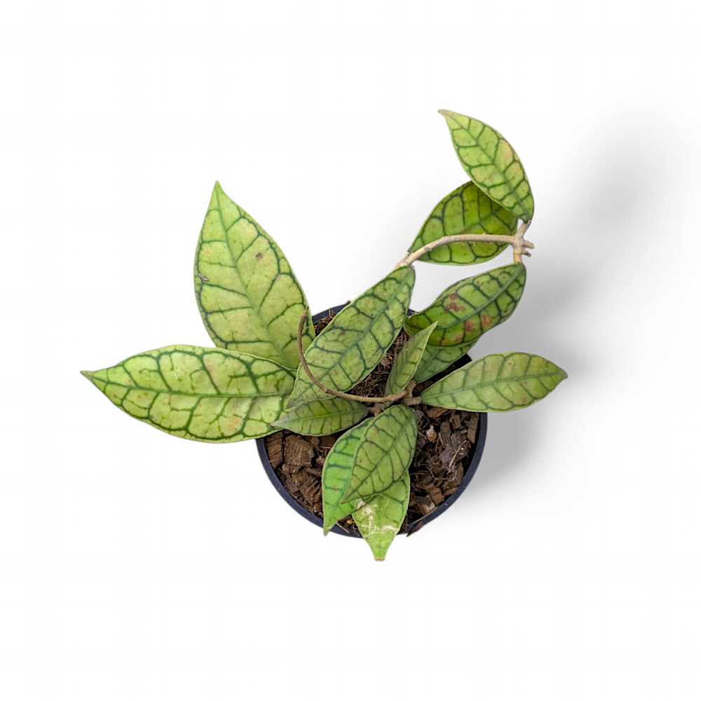 Hoya Callistophylla