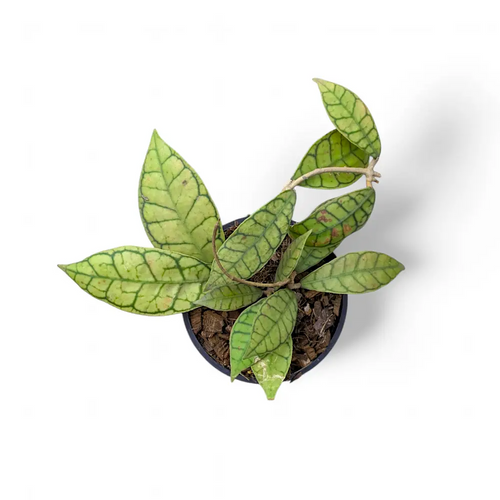 Hoya Callistophylla