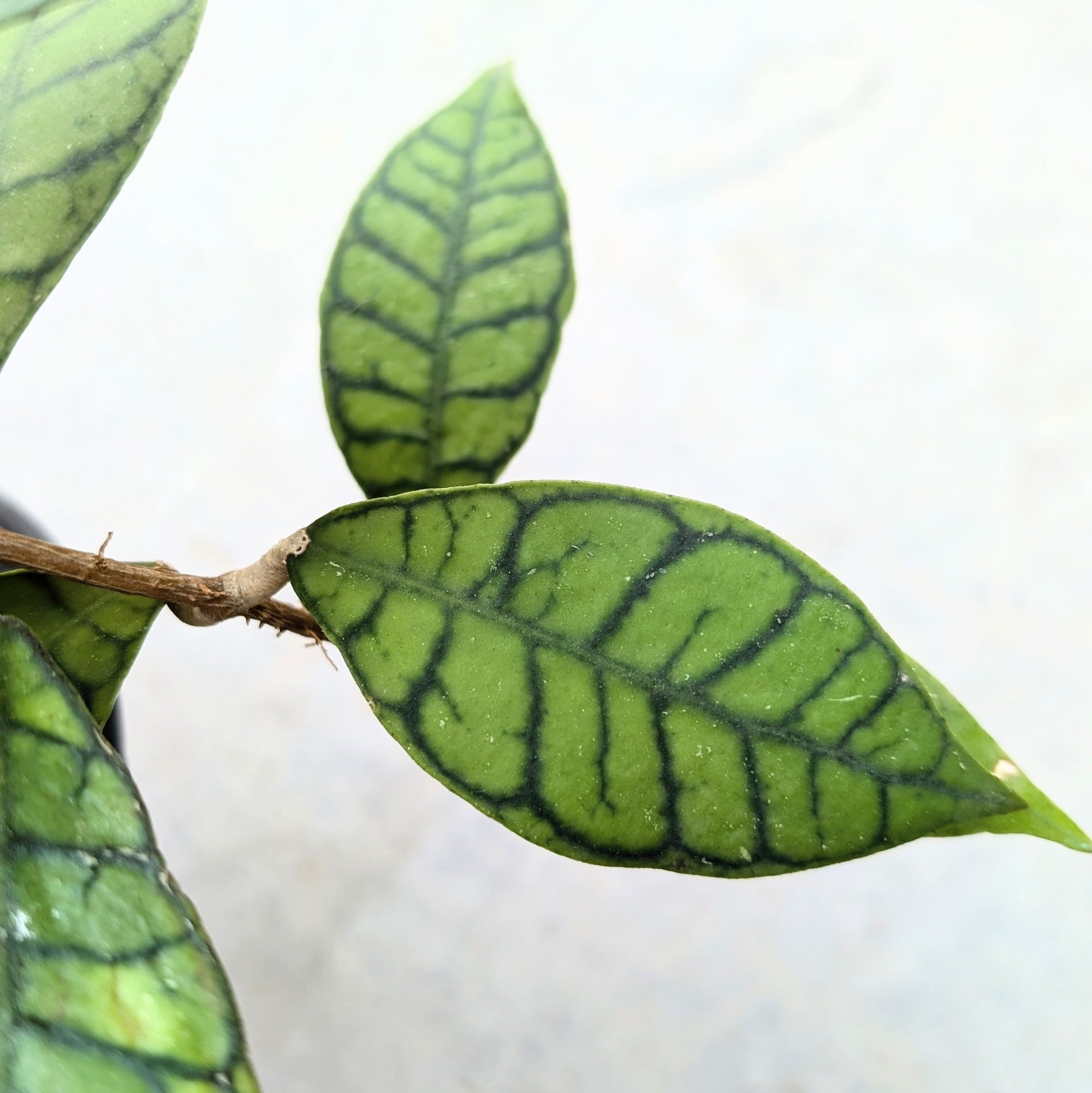 Hoya Callistophylla