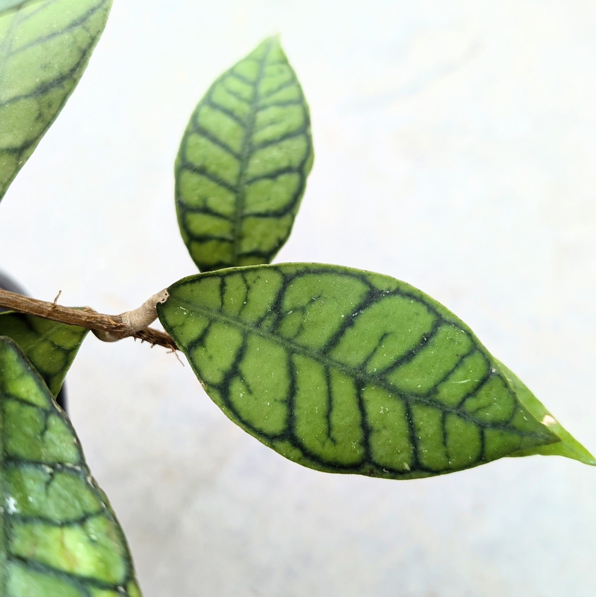 Hoya Callistophylla
