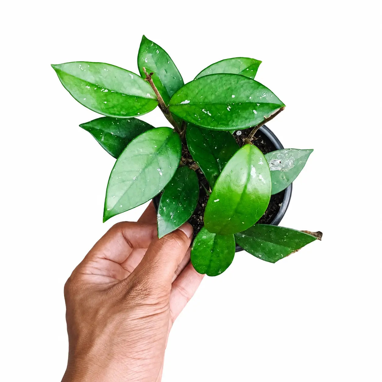 Hoya Carnosa 'Krimson Green'2