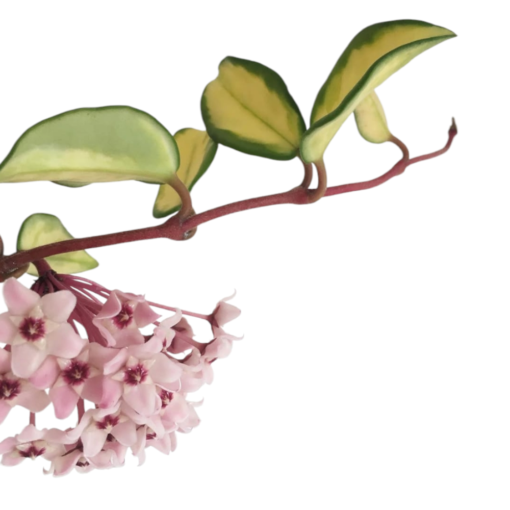 Hoya Carnosa 'Krimson Princess' flower
