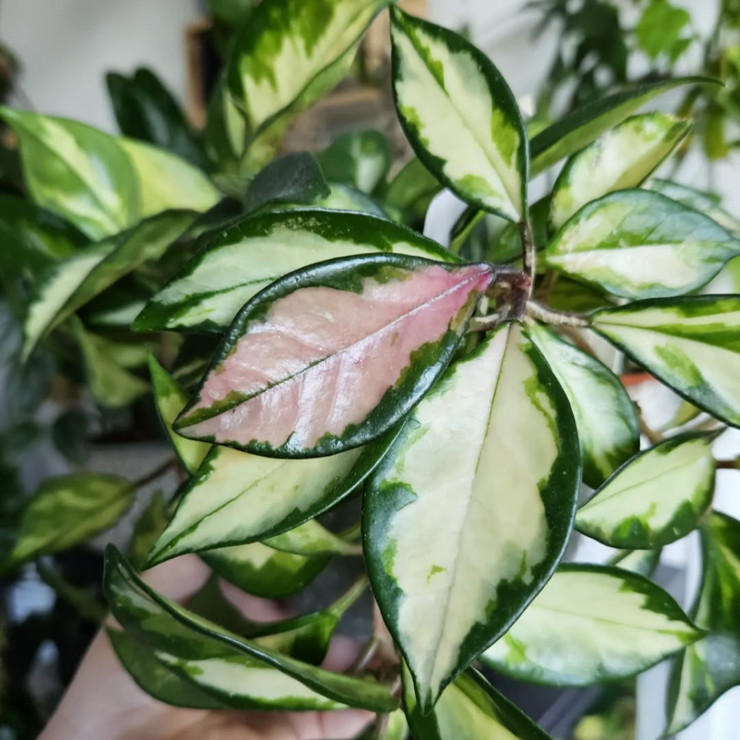 Hoya Carnosa 'Krimson Princess' leaves