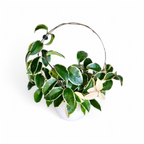 Hoya Carnosa ‘Krimson Queen’ - Hoya - Soiled