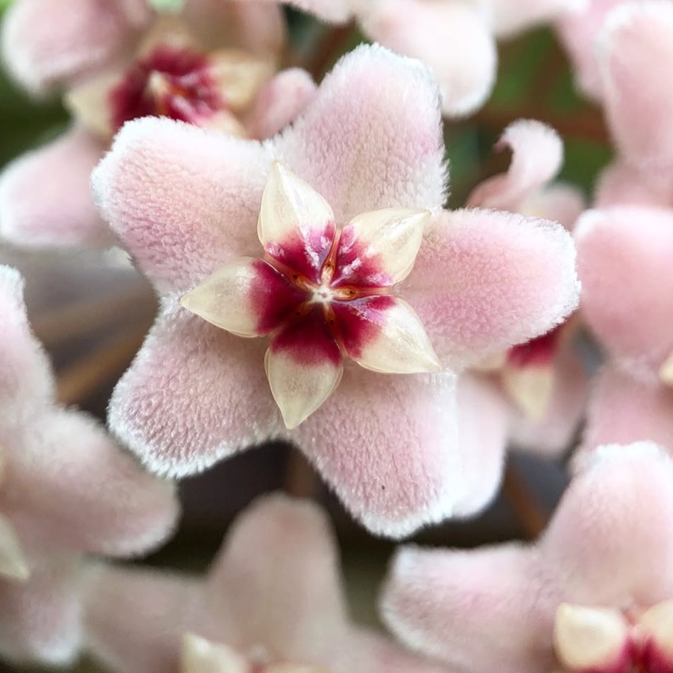 Hoya Carnosa ‘Krimson Queen’ flower