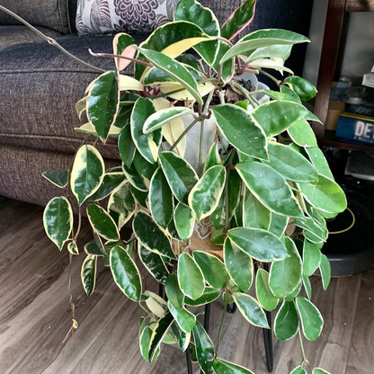Hoya Carnosa ‘Krimson Queen’ mature plant