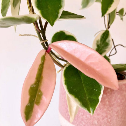 Hoya Carnosa ‘Krimson Queen’ pink leaf