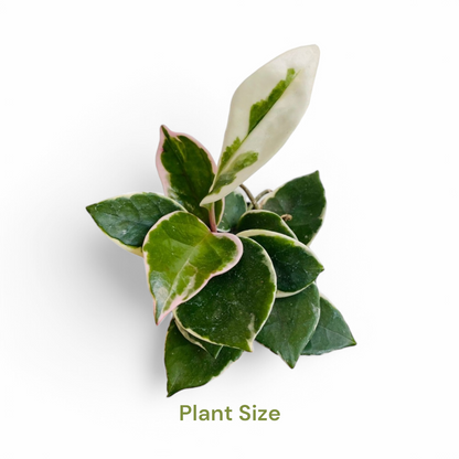Hoya Carnosa ‘Krimson Queen’ plant size