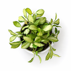 Hoya Heuschkeliana Variegatedsmall