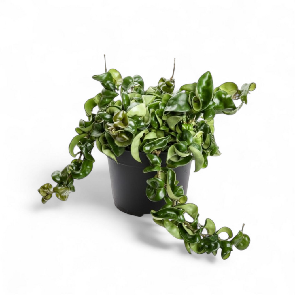 Potted green trailing Hoya Hindu Rope Full Pot Plant plant on a white background