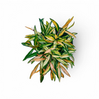 Hoya Kentiana Variegated