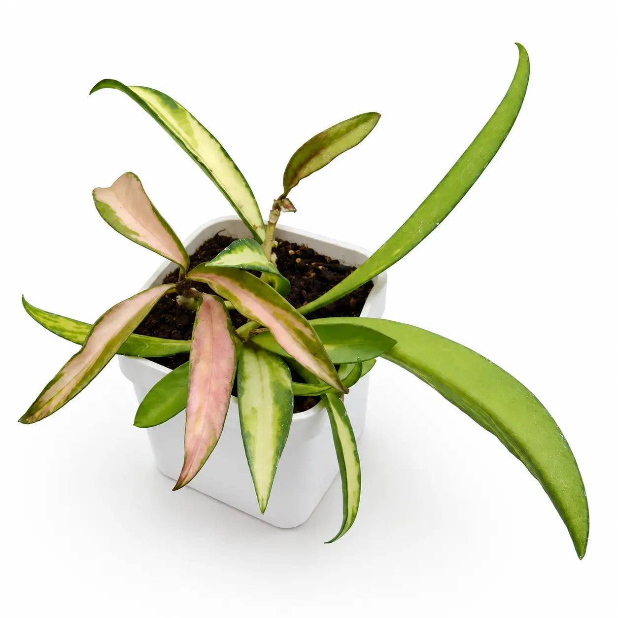 Hoya Kentiana Variegated - Small India