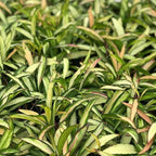 Hoya Kentiana Variegated leaves