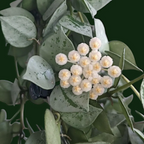 Hoya Krohniana 'Eskimo' - Hoya - Soiled