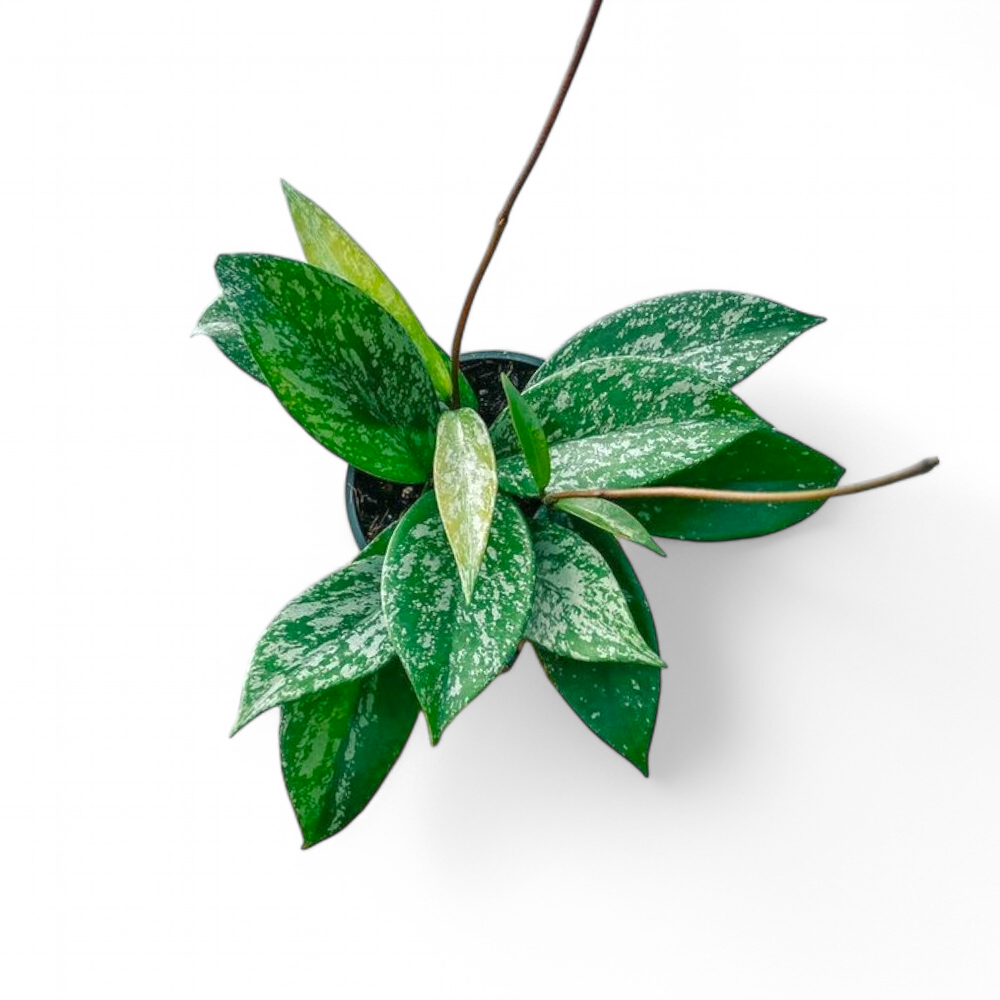 Hoya Pubicalyx 'Splash' - Hoya - Soiled