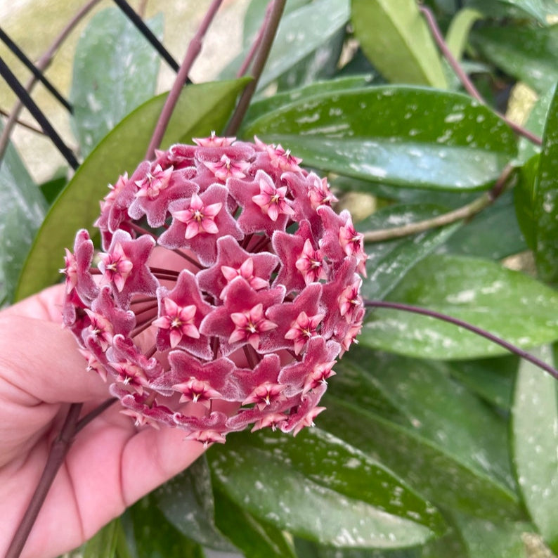 Hoya Pubicalyx 'Splash' - Hoya - Soiled