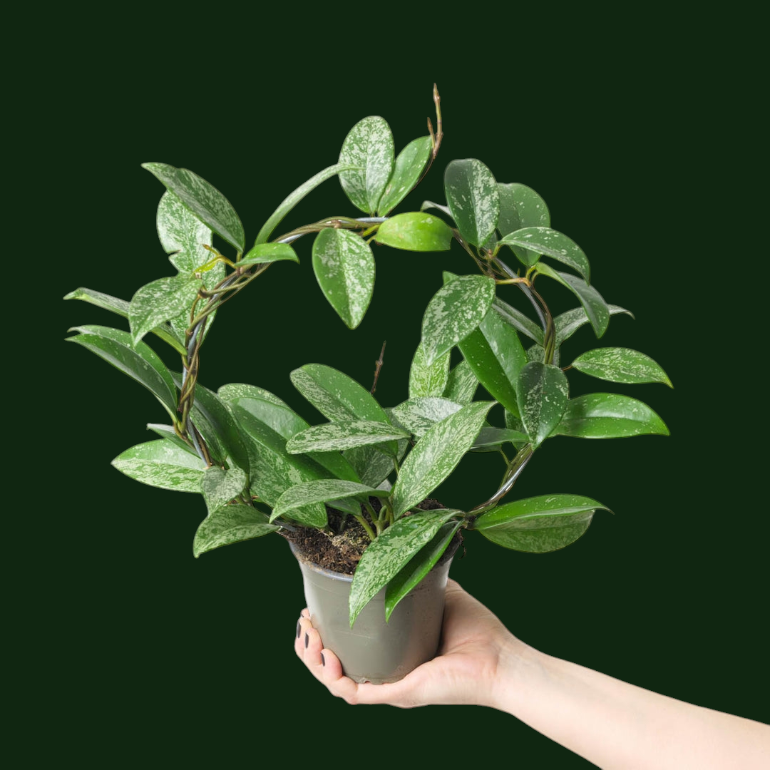 Hoya Pubicalyx 'Splash' - Hoya - Soiled