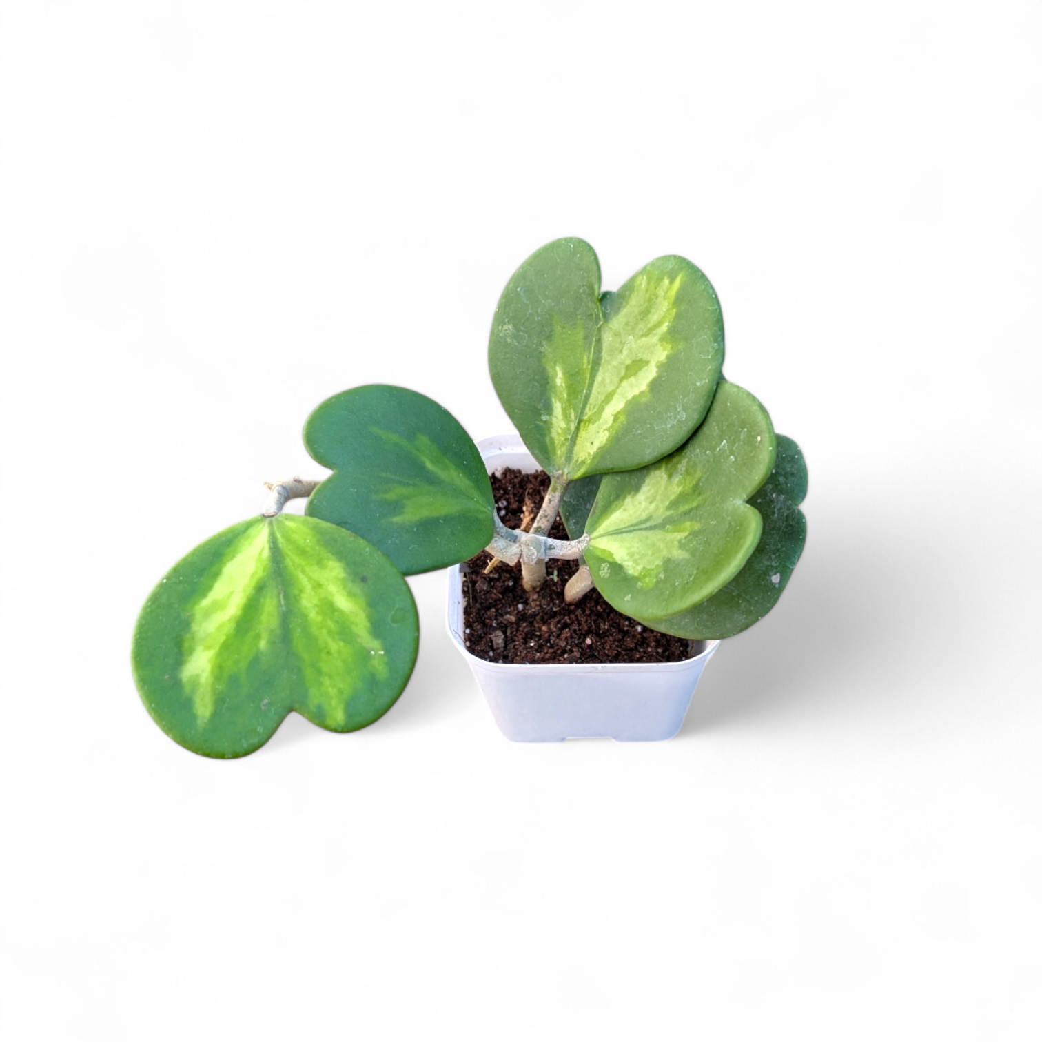 Hoya kerrii 'Reverse Variegata' (Heart Leaf Hoya) - Hoya - Soiled