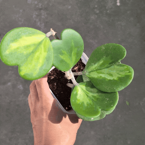 Hoya kerrii 'Reverse Variegata' (Heart Leaf Hoya) - Hoya - Soiled