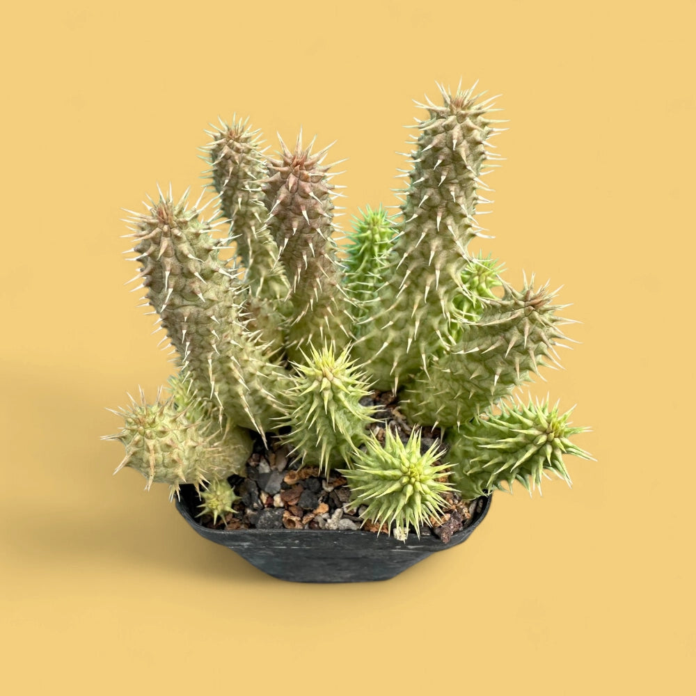 Huernia Pillansii - Cactus | Soiled