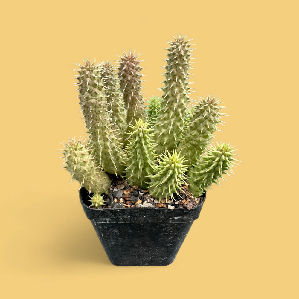 Huernia Pillansii - Cactus | Soiled