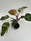 Philodendron ‘Pink Princess’
